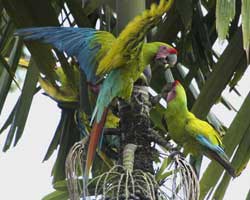 Great Green Macaws by Marc Stafford